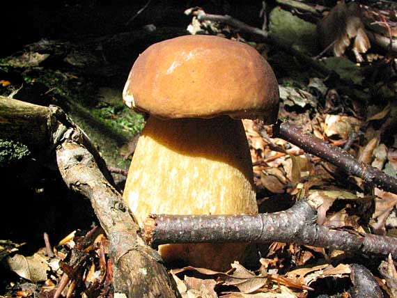 hríb dubový Boletus reticulatus Schaeff.