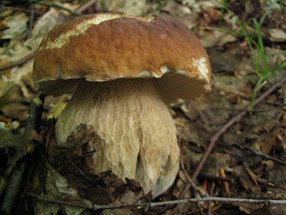 hríb dubový Boletus reticulatus Schaeff.