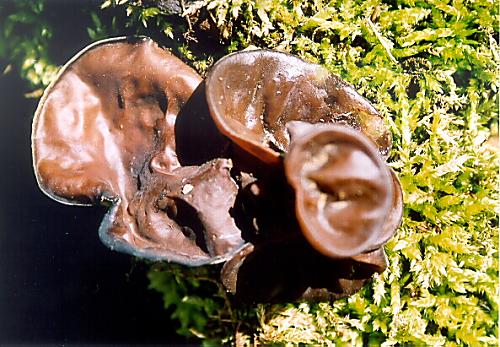 uchovec bazový Auricularia auricula-judae (Bull.) Quél.