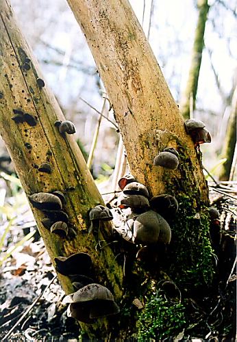 uchovec bazový Auricularia auricula-judae (Bull.) Quél.