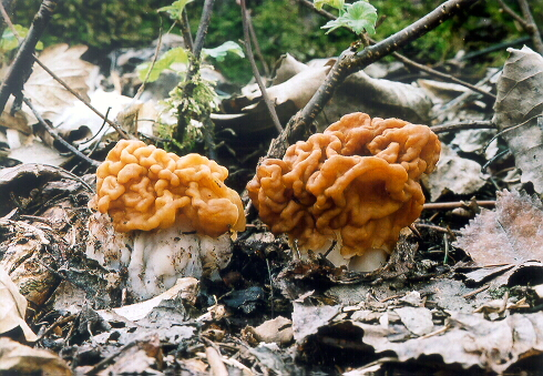 ušiak obrovský Gyromitra gigas (Krombh.) Cooke