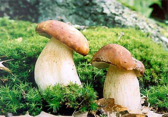 hríb dubový Boletus reticulatus Schaeff.