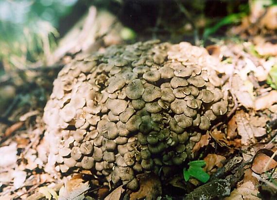 trúdnik klobúčkatý Polyporus umbellatus (Pers.) Fr.