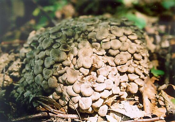 trúdnik klobúčkatý Polyporus umbellatus (Pers.) Fr.