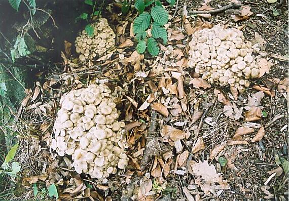 trúdnik klobúčkatý Polyporus umbellatus (Pers.) Fr.