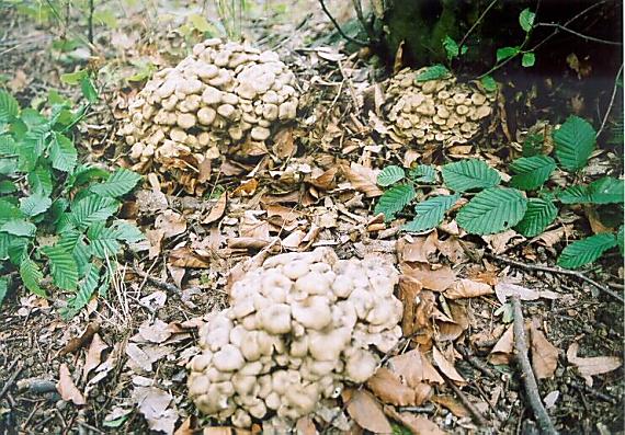 trúdnik klobúčkatý Polyporus umbellatus (Pers.) Fr.