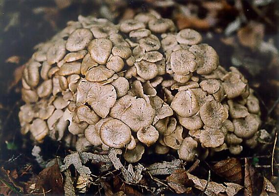 trúdnik klobúčkatý Polyporus umbellatus (Pers.) Fr.