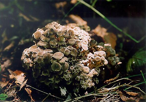 trúdnik klobúčkatý Polyporus umbellatus (Pers.) Fr.