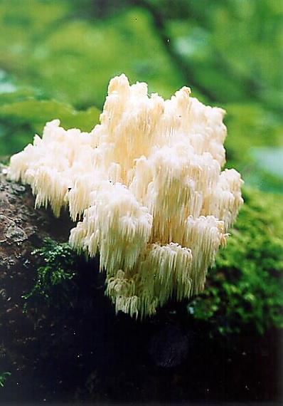 koralovec bukový Hericium coralloides (Scop.) Pers.