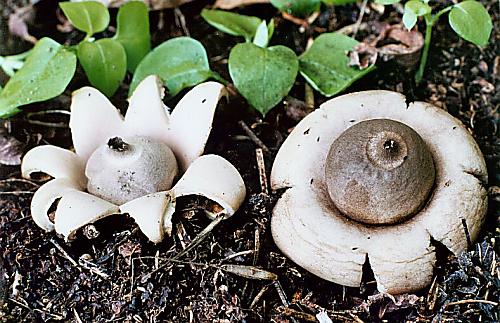 hviezdovka fľaškovitá Geastrum lageniforme Vittad.