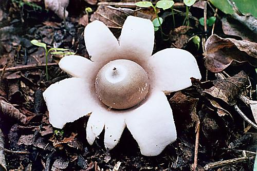 hviezdovka mechovitá Geastrum saccatum Fr.