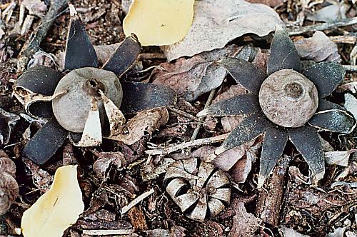 hvězdovka bradavková Geastrum corollinum (Batsch) Hollós