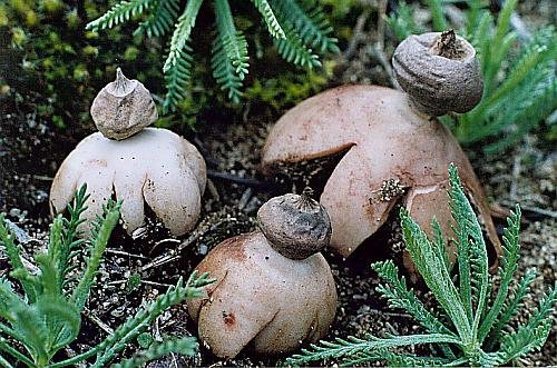 hvězdovka pastvinná Geastrum schmidelii Vittad.