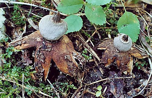 hvězdovka Berkeleyova Geastrum berkeleyi Massee