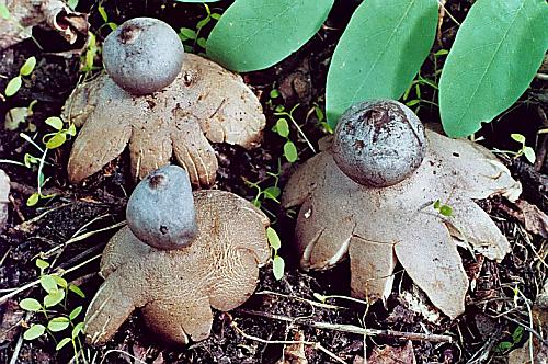 hvězdovka tuhová Geastrum coronatum Pers.