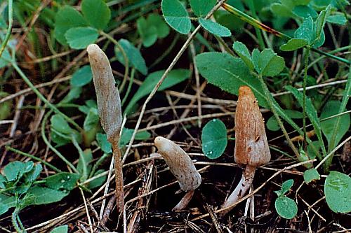 hrotovka stepná Galeropsis desertorum Velen. & Dvořák