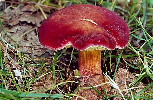 hřib červený Hortiboletus rubellus (Krombh.) Simonini, Vizzini & Gelardi