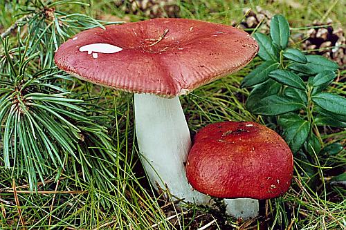 holubinka jahodová Russula paludosa Britzelm.