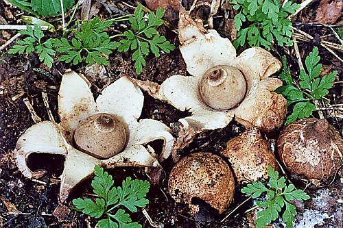 hvězdovka trojitá Geastrum triplex Jungh.