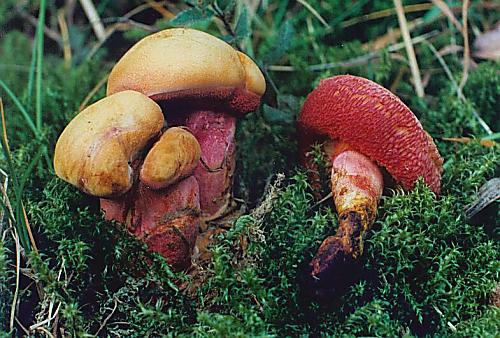 rubínovec obyčajný Chalciporus rubinus (W.G. Sm.) Singer