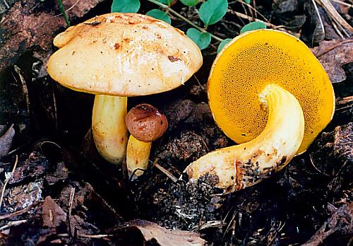 hřib pružný Aureoboletus gentilis (Quél.) Pouzar