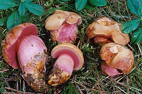 rubínovec obyčajný Chalciporus rubinus (W.G. Sm.) Singer