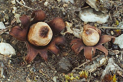 hviezdovka Kotlabova Geastrum kotlabae V.J. Staněk