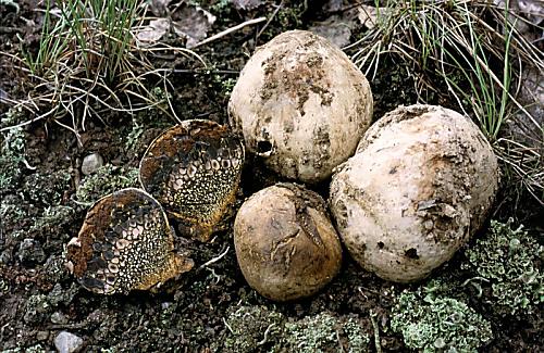 měcháč písečný Pisolithus arhizus (Scop.) Rauschert