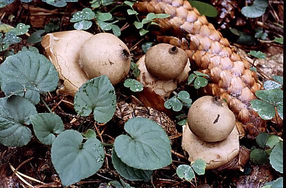 hvězdovka brvitá Geastrum fimbriatum Fr.