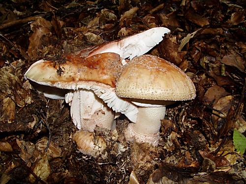 muchotrávka červenkastá Amanita rubescens Pers.