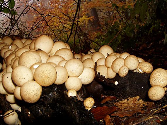 prášnica hruškovitá Lycoperdon sp.