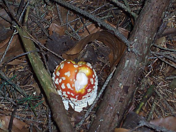 muchotrávka červená Amanita muscaria (L.) Lam.