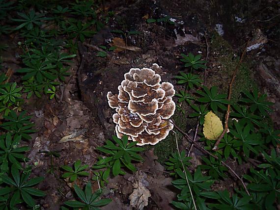 trúdnikovec pestrý Trametes versicolor (L.) Lloyd