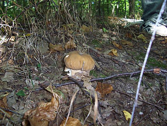 hrib Dubovy Boletus Reticulatus Schaeff.