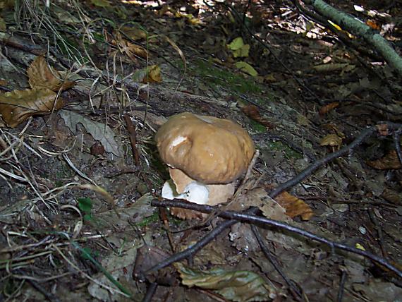 hrib Dubovy Boletus Reticulatus Schaeff.