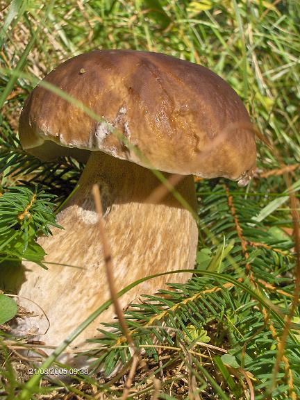 hríb smrekový Boletus edulis Bull.