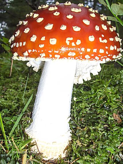 muchotrávka červená Amanita muscaria (L.) Lam.