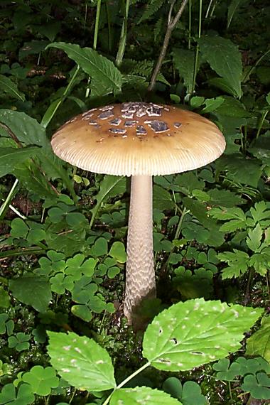 muchotrávka Amanita sp.