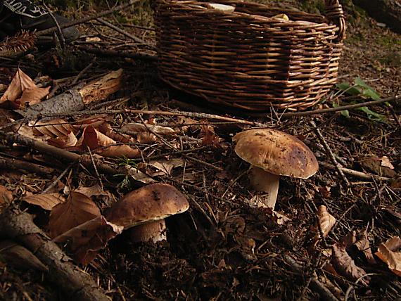 hríb Boletus sp.