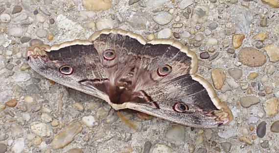 okáň hruškový Saturnia pyri