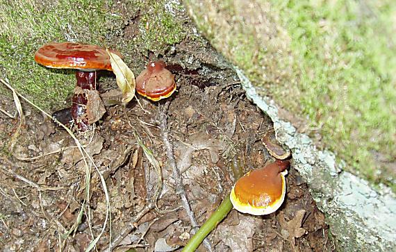 lesklokôrovka obyčajná Ganoderma lucidum (Curtis) P. Karst.