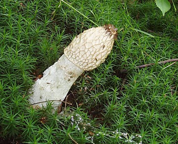 hadovka smradľavá Phallus impudicus L.