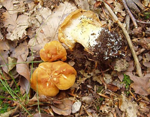 jelenka poprehýbaná Hydnum repandum L.