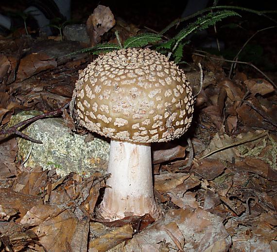 muchotrávka červenkastá Amanita rubescens Pers.