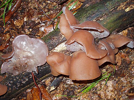 uchovec bazový Auricularia auricula-judae (Bull.) Quél.