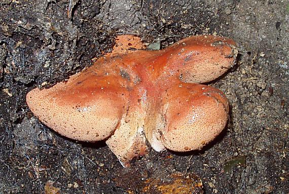 pečeňovec dubový Fistulina hepatica (Schaeff.) With.