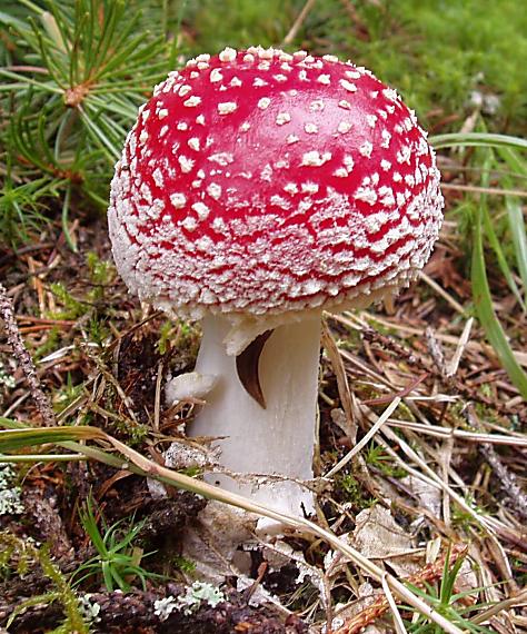 muchotrávka červená Amanita muscaria (L.) Lam.