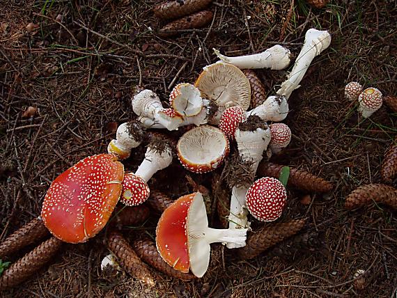 muchotrávka červená-ozdoba našich lesov Amanita muscaria (L.) Lam.