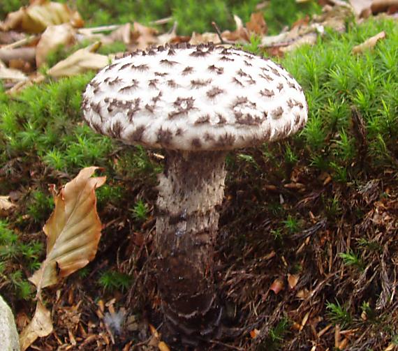 šiškovec šupinatý Strobilomyces strobilaceus (Scop.) Berk.