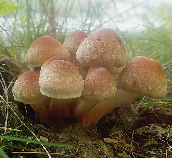 strapcovka tehlovočervená Hypholoma lateritium (Schaeff.) P. Kumm.